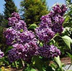 Сирень Сенсация — PlantMart