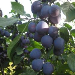 Слива Волжская красавица — PlantMart