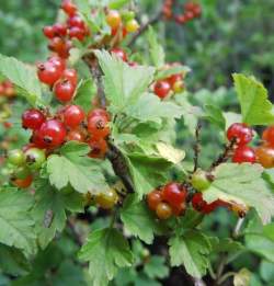 Смородина альпийская Шмидт — PlantMart