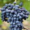 Виноград плодовый Надежда АЗОС фото 1 — PlantMart