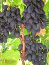 Виноград плодовый Надежда АЗОС фото 2 — PlantMart