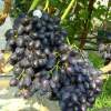 Виноград плодовый Надежда АЗОС фото 3 — PlantMart