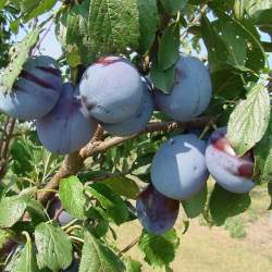 Слива Заречная ранняя — PlantMart