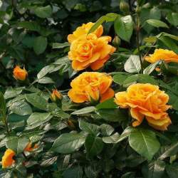 Роза Канделайт — PlantMart