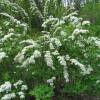 Спирея средняя фото 1 — PlantMart