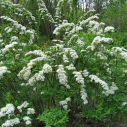 Спирея средняя — PlantMart