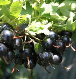 Смородина золотистая — PlantMart