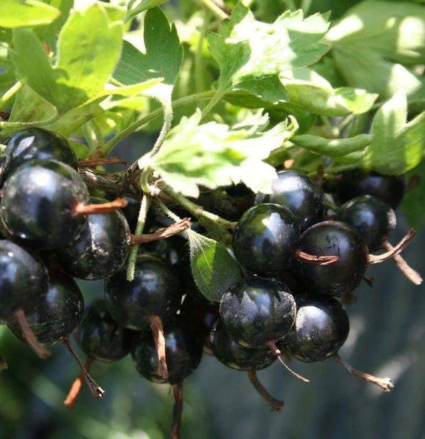 Смородина золотистая фото 1 — PlantMart