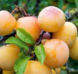 Слива Ренклод колхозный — PlantMart