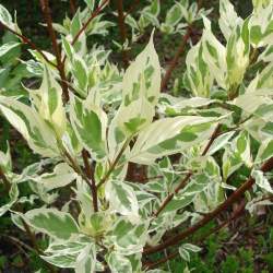 Дерен белый Элегантиссима — PlantMart