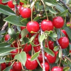 Вишня степная Гномик — PlantMart