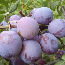 Слива Ренклод советский — PlantMart