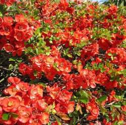 Айва Японская прекрасная Рубра — PlantMart