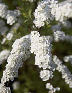 Спирея серая Грефшейм — PlantMart