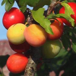 Слива Скороплодная — PlantMart