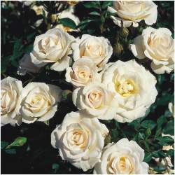 Роза Эдельвейс — PlantMart