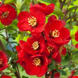 Айва Японская Кримсон энд Голд — PlantMart