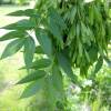 Ясень обыкновенный фото 3 — PlantMart