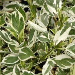 Дерен отпрысковый Вайт Голд — PlantMart