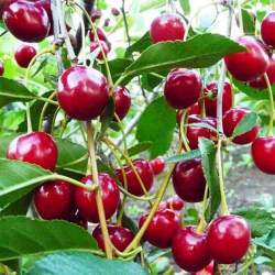 Вишня степная Уральская рубиновая — PlantMart