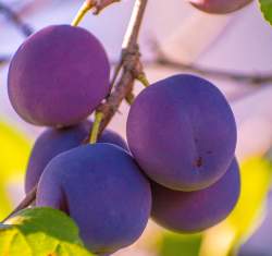 Слива Фиолетовая — PlantMart