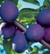 Слива Фиолетовая фото 2 — PlantMart