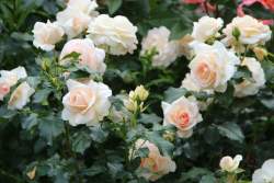 Роза Мария Антуанетта — PlantMart