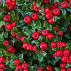 Кизильник Корал Бьюти — PlantMart