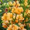 Лилия азиатская Эприкот Фадж (Apricot Fudge) фото 3 — PlantMart