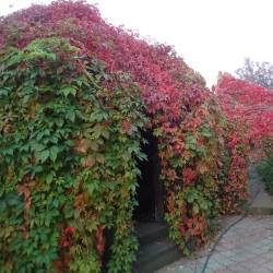 Виноград девичий — PlantMart