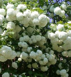 Калина обыкновенная Бульденеж (Розеум) — PlantMart