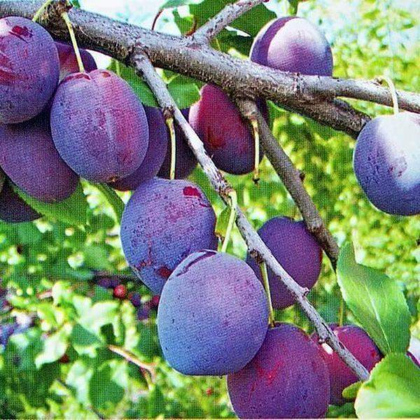 Слива Этюд фото 1 — PlantMart