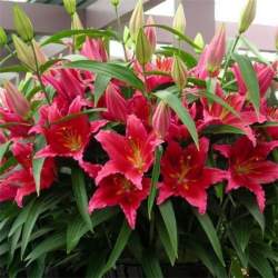 Лилия восточная Бакарди (Bacardi) — PlantMart