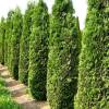 Туя западная Колумна фото 1 — PlantMart