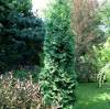Туя западная Колумна фото 2 — PlantMart