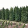 Туя западная Колумна фото 3 — PlantMart