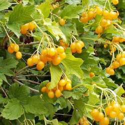 Калина обыкновенная Ксантокарпум — PlantMart