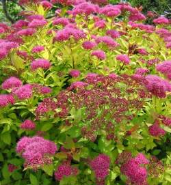 Спирея японская Голден Принцесс (Golden Princess) — PlantMart