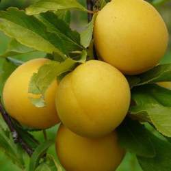 Слива русская (Алыча) Гек — PlantMart