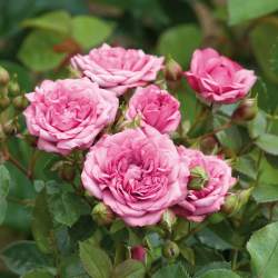 Роза Блюнет — PlantMart