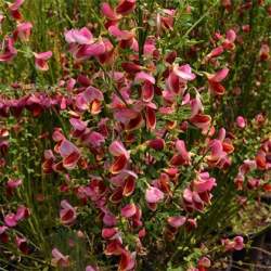 Ракитник Мария Берквуд — PlantMart