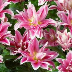 Лилия розовидная Елена (Elena) — PlantMart