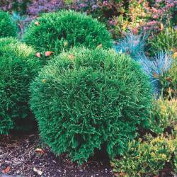 Туя западная Тини-Тим — PlantMart