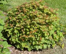 Калина обыкновенная Нанум — PlantMart