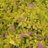 Спирея японская Голдмаунд фото 1 — PlantMart