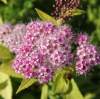 Спирея японская Голдмаунд фото 2 — PlantMart