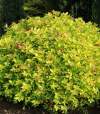 Спирея японская Голдмаунд фото 3 — PlantMart