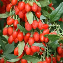 Годжи Корен Биг — PlantMart