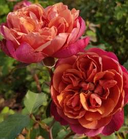 Роза Ча Ча — PlantMart