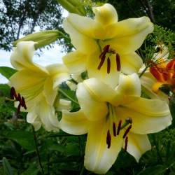 Лилия ОТ-гибрид Манисса (Manissa)​​ — PlantMart